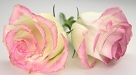 My Islamic clothing roses